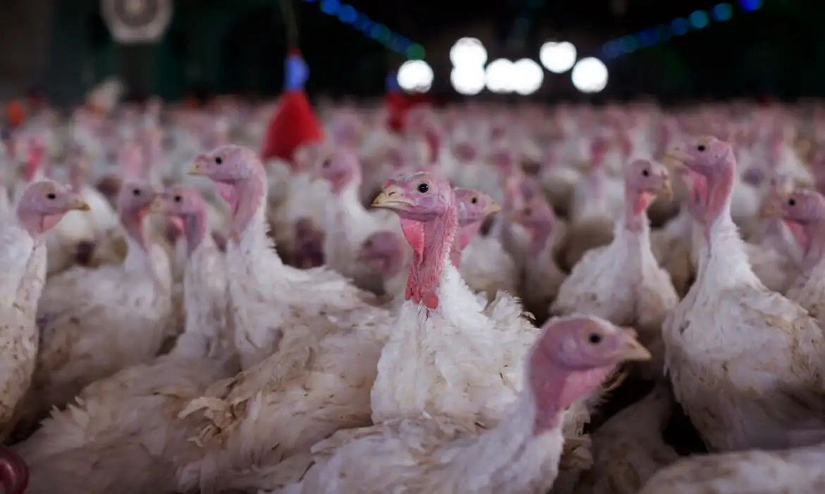 Doença em granja de Santa Catarina pode impactar exportações de frango de MS