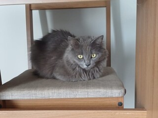Gata desaparece dias após mudança no Jardim Los Angeles Gata desaparece dias após mudança no Jardim Los Angeles