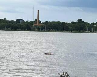 Corpo de homem é encontrado boiando na Lagoa Maior de Três Lagoas Corpo de homem é encontrado boiando na Lagoa Maior de Três Lagoas