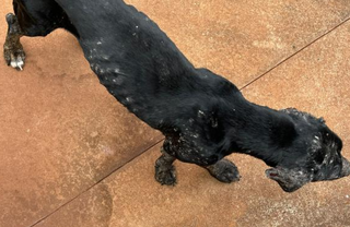 Cão com feridas e sinais de desnutrição é resgatado em quintal sujo Cão com feridas e sinais de desnutrição é resgatado em quintal sujo
