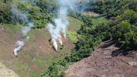 Em 10 dias, opera&ccedil;&atilde;o destr&oacute;i 93 hectares de planta&ccedil;&atilde;o de maconha na fronteira