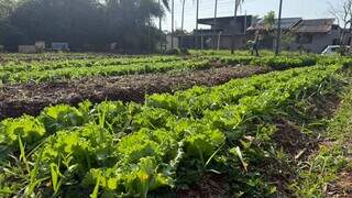 Da terra ao prato, horta quilombola faz florescer histórias e tradições