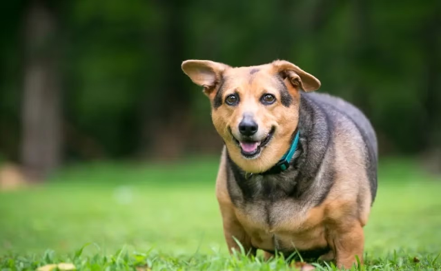 Seu pet engordou e anda cansado? Fique atento que pode ser tireoide