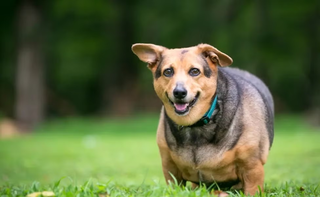 Seu pet engordou e anda cansado? Fique atento que pode ser tireoide Seu pet engordou e anda cansado? Fique atento que pode ser tireoide