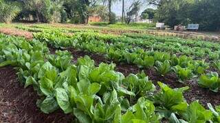 Da terra ao prato, horta quilombola faz florescer histórias e tradições
