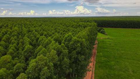 &Aacute;rea plantada com eucalipto em MS cresce quase 18 vezes em duas d&eacute;cadas