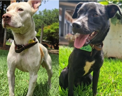 Pit bull aguarda tutor e vira-lata busca novo lar ap&oacute;s resgate no CCZ