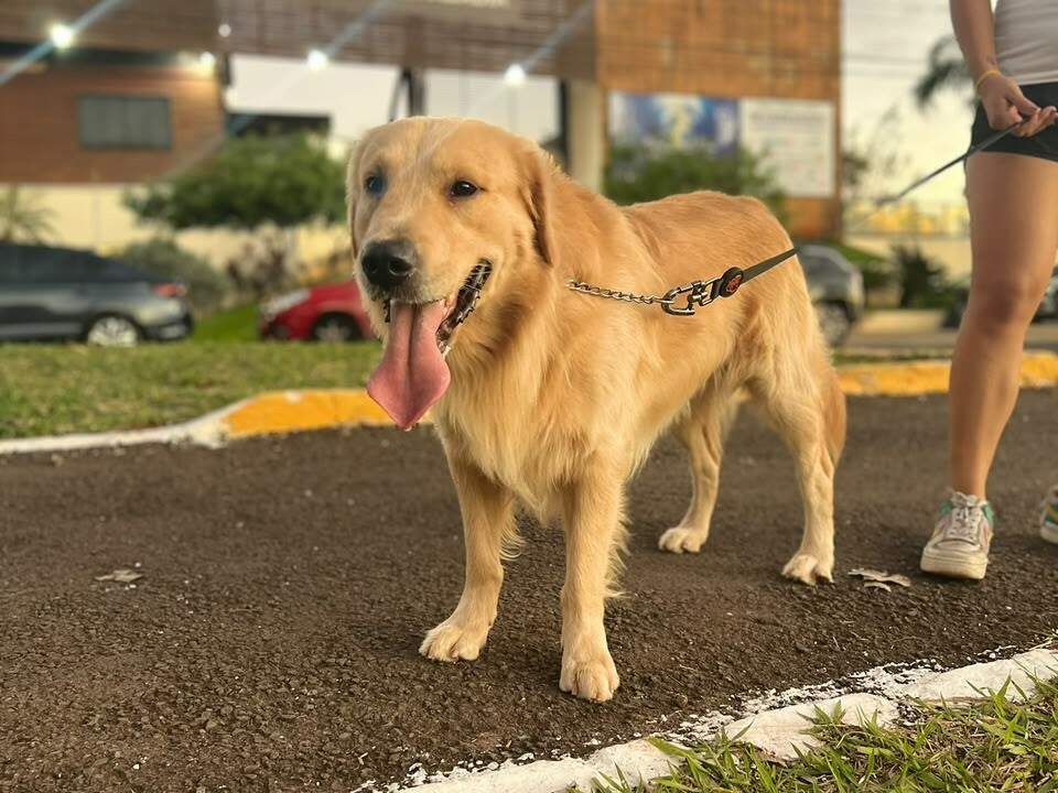 Axl sai de casa com outros cães, mas é o único que não volta