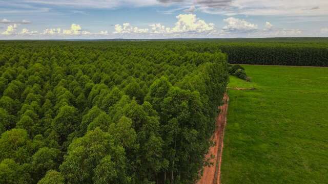 &Aacute;rea plantada com eucalipto em MS cresce quase 18 vezes em duas d&eacute;cadas
