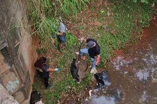 Mist&eacute;rio no c&oacute;rrego: restos de animais s&atilde;o de javalis, e n&atilde;o de capivaras
