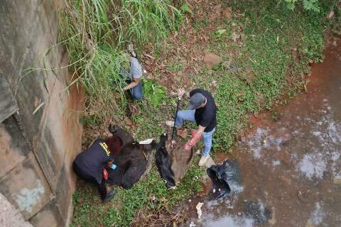 Restos em c&oacute;rrego s&atilde;o de javalis, e pol&iacute;cia apura descarte irregular
