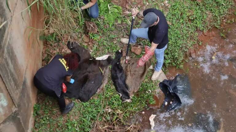 Mist&eacute;rio no c&oacute;rrego: restos de animais s&atilde;o de javalis, e n&atilde;o de capivaras