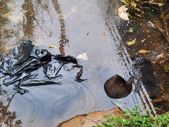 Digitais em sacos podem revelar quem descartou restos de animais em c&oacute;rrego