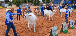 Ranking nacional da raça Nelore começa na Expogenética MS com novas regras Ranking nacional da raça Nelore começa na Expogenética MS com novas regras