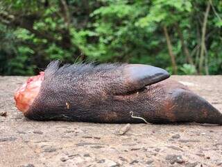 Digitais em sacos podem revelar quem descartou restos de animais em córrego Digitais em sacos podem revelar quem descartou restos de animais em córrego