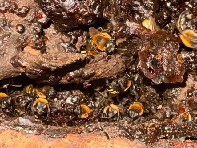 Parque ter&aacute; passeio por colmeias de abelhas sem ferr&atilde;o neste s&aacute;bado