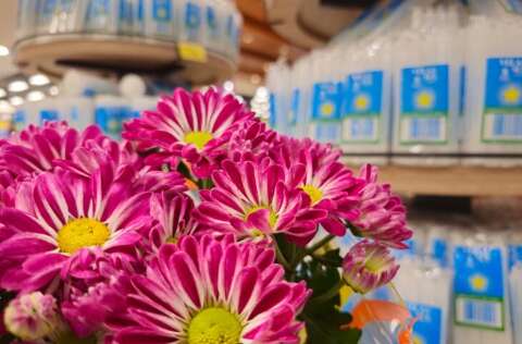 Flores e velas para Finados t&ecirc;m varia&ccedil;&atilde;o de at&eacute; 202% nos pre&ccedil;os em Campo Grande