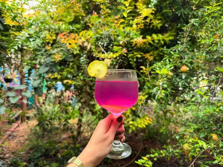 Zebrina não é só enfeite, ela vira bebida mexicana rosa e refrescante