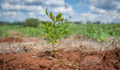 Restaura&ccedil;&atilde;o nas cabeceiras do Pantanal alcan&ccedil;a 60 mil hectares em MS e MT
