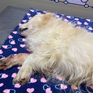 Ataque de tr&ecirc;s c&atilde;es termina com morte de cachorro de 12 anos no J&oacute;quei Clube