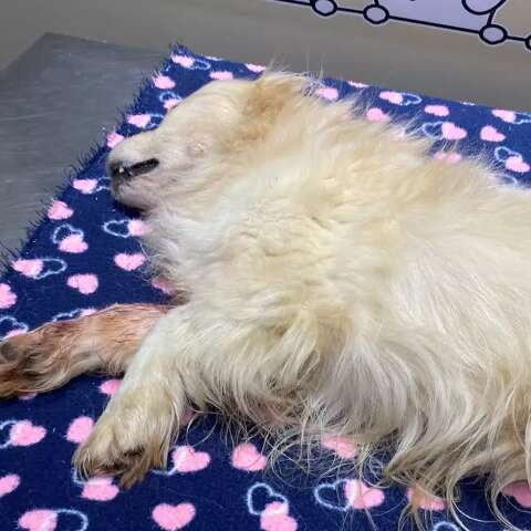 Ataque de tr&ecirc;s c&atilde;es termina com morte de cachorro de 12 anos no J&oacute;quei Clube