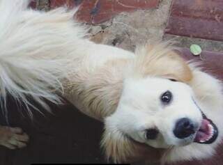 Ataque de três cães termina com morte de cachorro de 12 anos no Jóquei Clube Ataque de três cães termina com morte de cachorro de 12 anos no Jóquei Clube