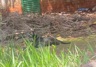 Ataque de três cães termina com morte de cachorro de 12 anos no Jóquei Clube Ataque de três cães termina com morte de cachorro de 12 anos no Jóquei Clube