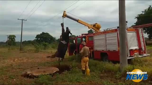 Bombeiros usam guindaste para resgatar vaca caída em buraco