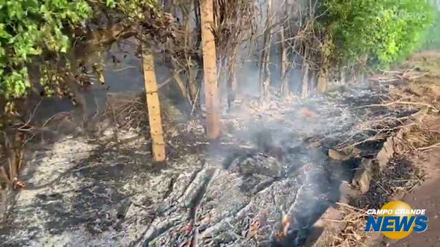 Incêndio em área de eucalipto no Santo Eugênio