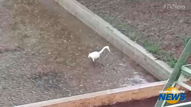 No lago da TVE, garça nem liga pra chuva e continua &#34;plena&#34; em busca de alimento