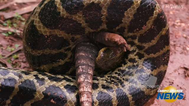 Sucuri é flagrada engolindo tatu no Pantanal