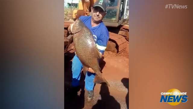 Pacu encontrado durante escavação vira almoço de trabalhadores em obra