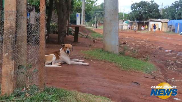 Com população de ‘pets’ crescendo, aumenta preocupação sobre abandono