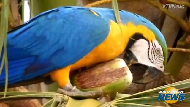 Arara é flagrada tomando água de coco em Campo Grande