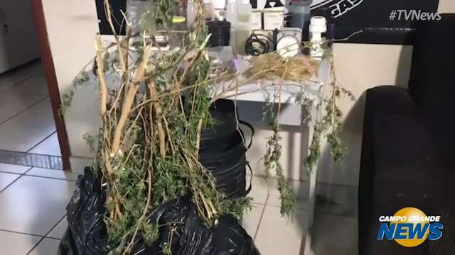 Plantação de maconha e vaca em mercado são vídeos que bombaram