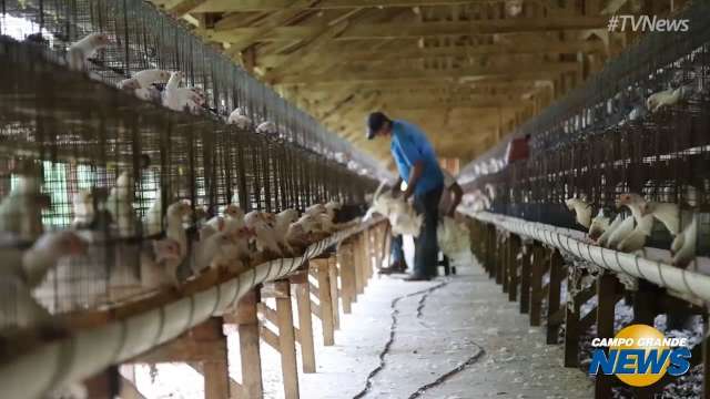 Veja como funciona o processo de produção de ovos em Terenos