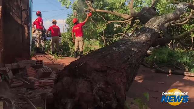 Árvore cai sobre veículo, bloqueia rua e deixa moradores sem energia