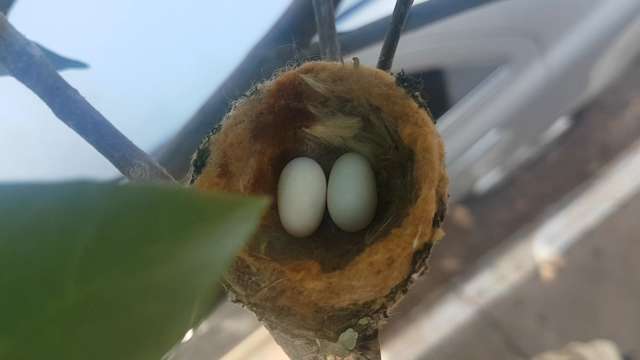 No Centro, ovos de beija-flor viram sensação em rua movimentada