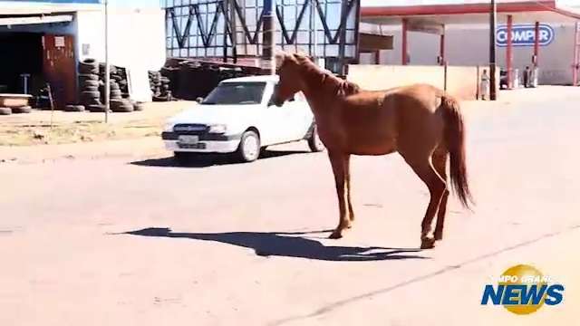 Cavalo solto é risco de acidente no bairro Parati