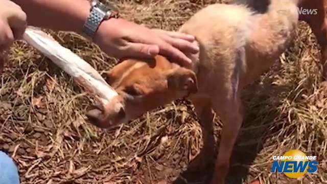 Cachorro é encontrado com fita adesiva amarrada na boca