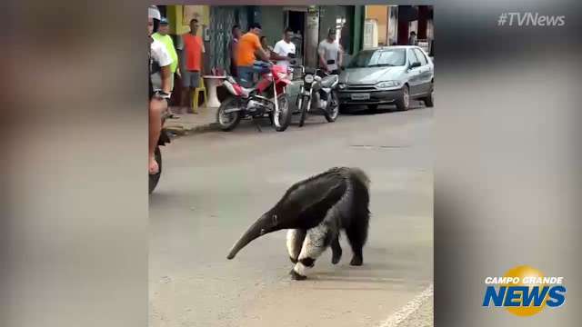 Tamanduá passeia pelas ruas de Rio verde de MT