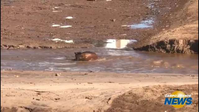 Capivara solitária brinca no lago assoreado do Parque das Nações Indígenas