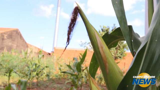 Morador cria horta comunitária em terreno abandonado