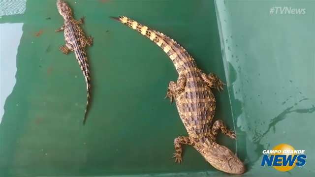 Filhotes de jacarés levados em saco plástico estão em fazenda de Naviraí