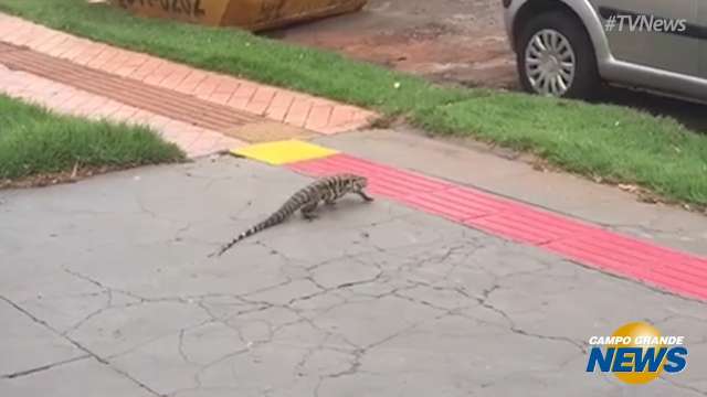 Teiú resolve passear na rua Goiás e gera preocupação