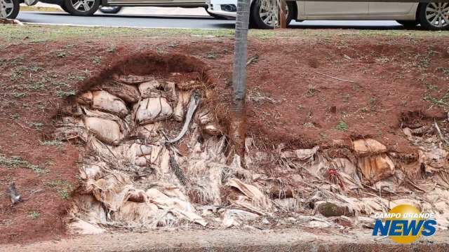 Sem reparos há três meses, árvores em avenida correm o risco de cair