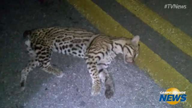 De arrara a jaguatirica: motorista flagra atropelamento de animais em rodovias