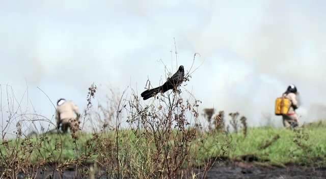 Incêndio atinge terreno e fumaça é vista a 20 quilômetros no Lagoa Dourada