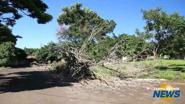 Árvores que caíram há semanas são lixo em praça e ruas do São Francisco