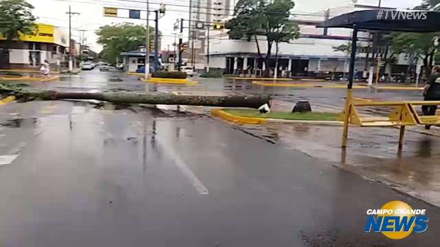 Chuva causa estragos em Dourados; veja imagem de árvore que trancou rua